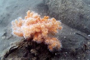 Soft coral on a muddy bottom