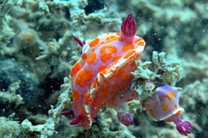 Triple clown nudibranch