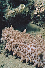 Sea cucumber has a fine texture