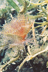 Sea fan among the weeds