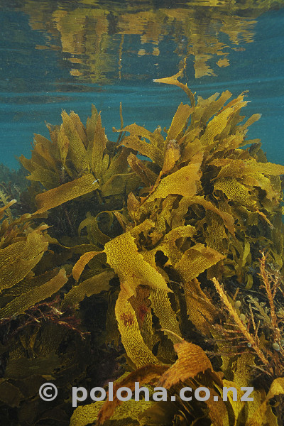 Shallow water kelp forest