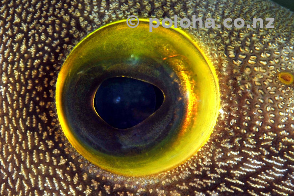 Eye detail of young leatherjacket