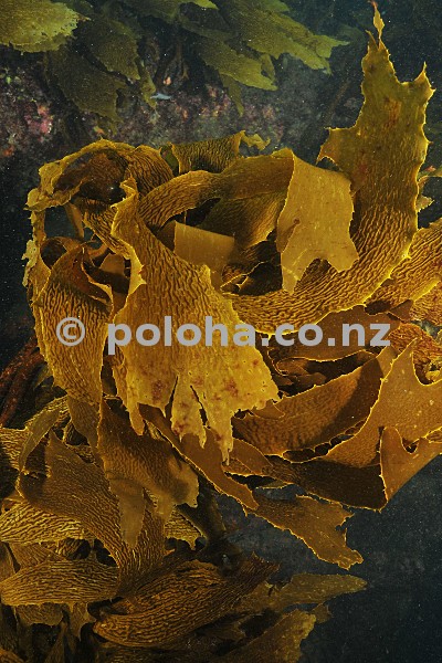 Brown kelp close-up