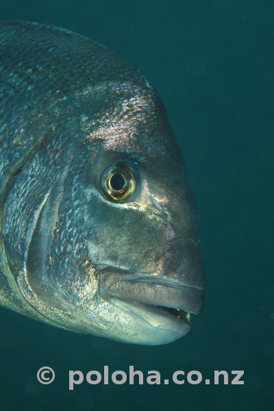 Snapper in plated armour