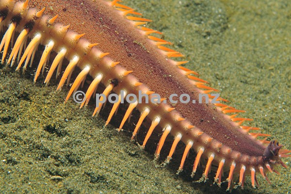 Comb sea star arm