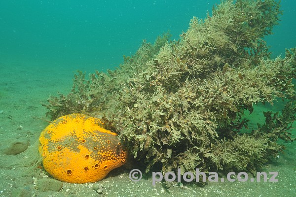 Stock Photo: Yellow boring sponge Cliona celata