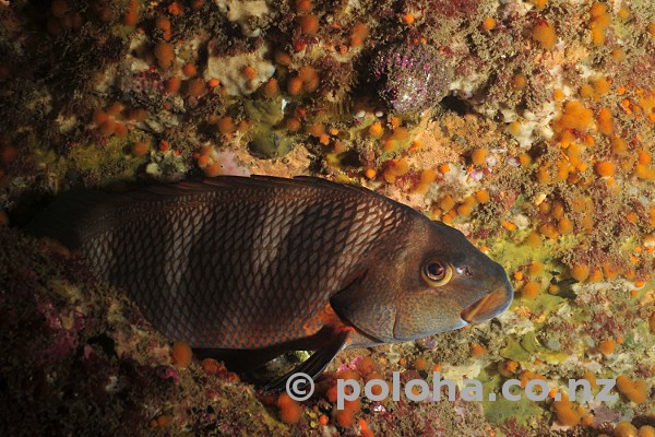 Stock Photo: Red moki Cheilodactylus spectabilis sleeping in shade of rock