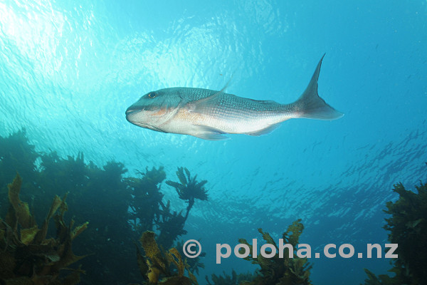 Stock Photo: Snapper Pagrus auratus gliding above kelp forest