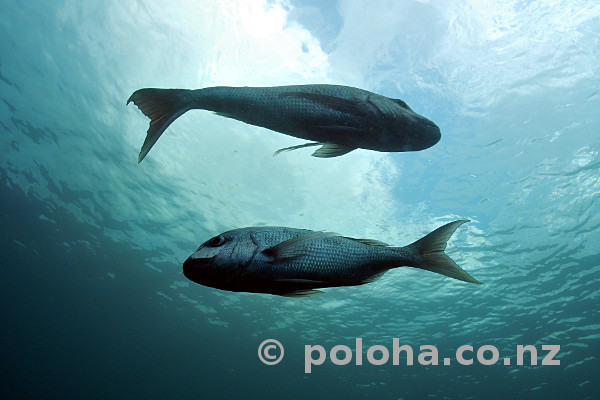 Stock Photo: Couple of snapper Pagrus auratus