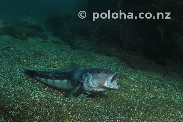 Stock Photo: Blue cod yawning