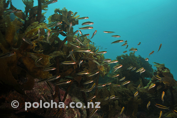 Stock Photo: School of tiny fish among kelp