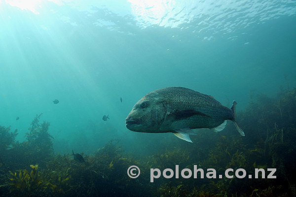 Stock Photo: Large snapper above kelp covered flat bottom