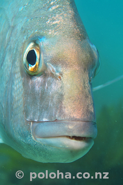 Stock Photo: Portrait of snapper