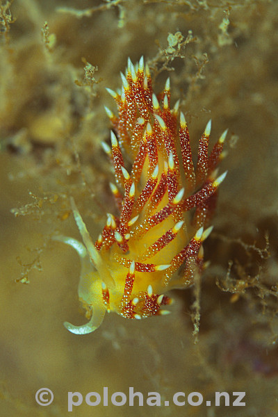 Stock Photo: Tularia bractea nudibranch