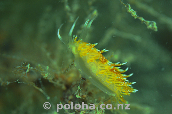 Stock Photo: Young specimen of Tularia bractea