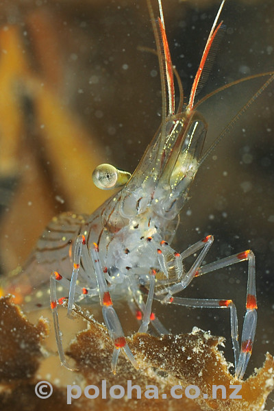 Stock Photo: Common shrimp on watch