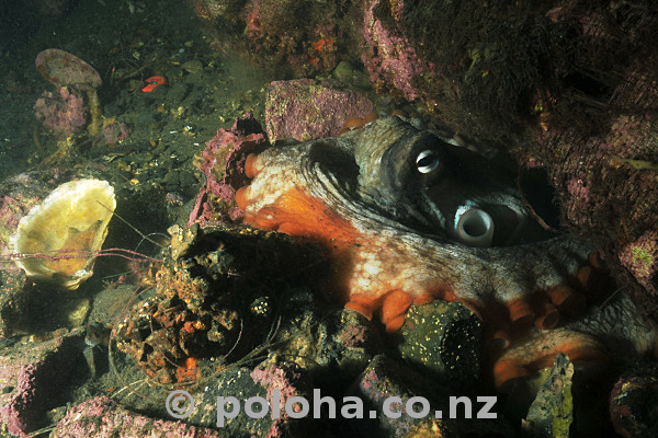 Stock Photo: Octopus hiding in rubble on silty bottom near Ti Point Wharf