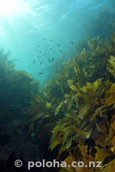 Stock Photo: Glorious winter diving in temperate southern Pacific ocean