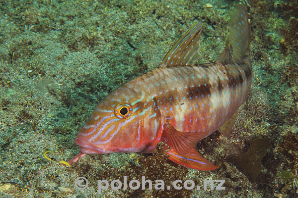 Stock Photo: Swimming Temperate Colours