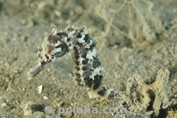 Stock Photo: Sea horse well camouflaged on bottom of mixed sand and mud