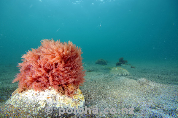 Stock Photo: Red Seaweed in Blue Sea