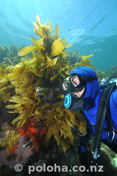 Stock Photo: Scuba diver in shallow water kelp forest of southern Pacific ocean