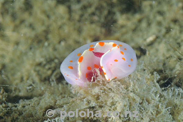 Stock Photo: Clown nudibranch Ceratosoma amoena