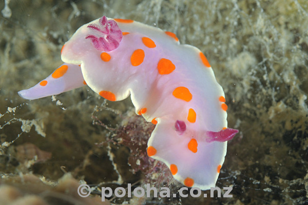 Stock Photo: Clown nudibranch Ceratosoma amoena