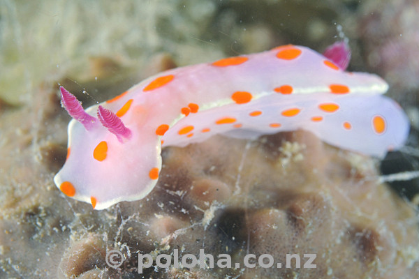 Stock Photo: Clown nudibranch Ceratosoma amoena on brown meatball sponge