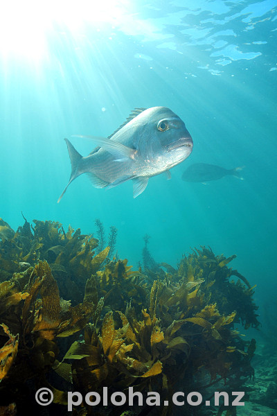 Stock Photo: Australasian snapper Pagrus auratus in sun rays