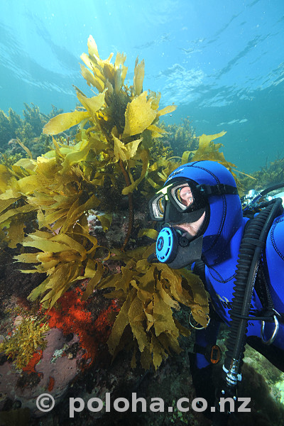 diver-with-kelp_600