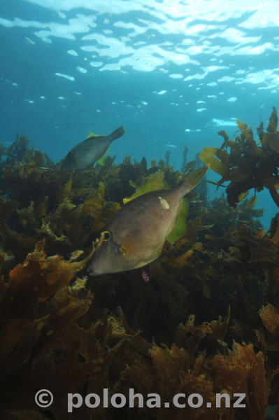 Leatherjackets into kelp