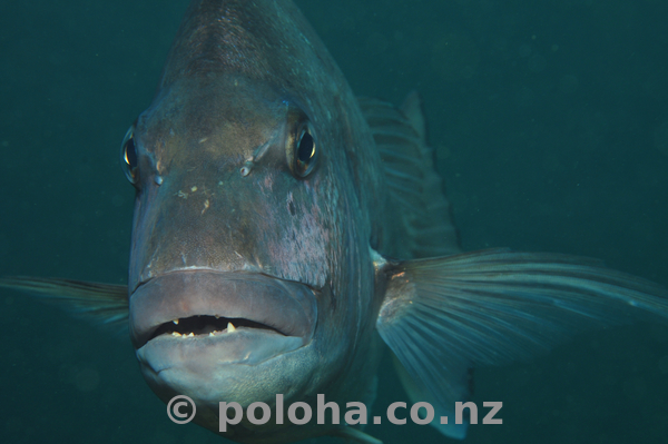 Snapper portrait