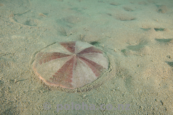 Colourful cake urchin (snapper biscuit) on muddy bottom.