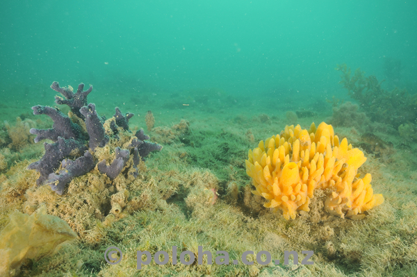 Sponge gardens of Mahurangi Harbour.