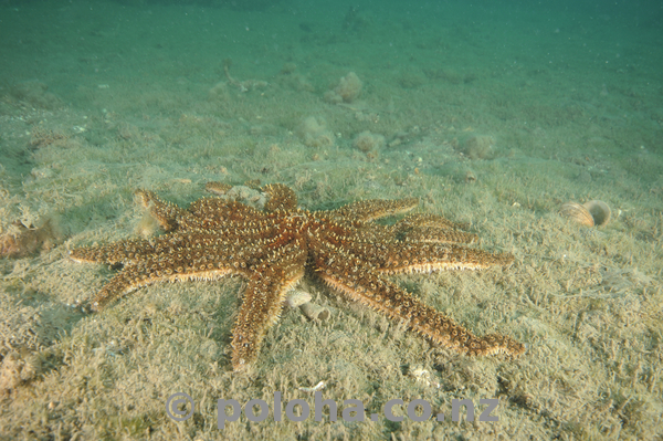 Prickly eleven-armed sea star.