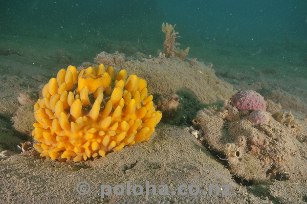 Strong contrast between bright colour of nipple sponge and grey muddy bottom.