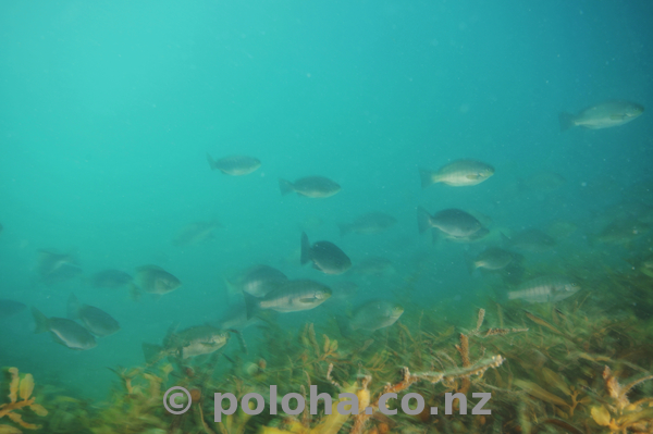 School of parore swirling around in murky water of Mahurangi Harbour.