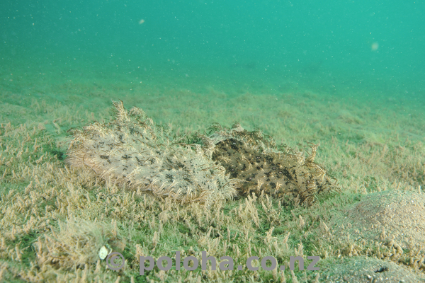 It's mating season for sea hares.