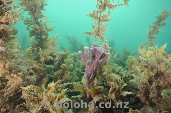 Tiny purple finger sponge among sea weeds.