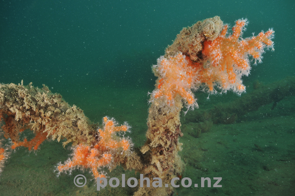 Tree covered with dead man fingers soft coral.