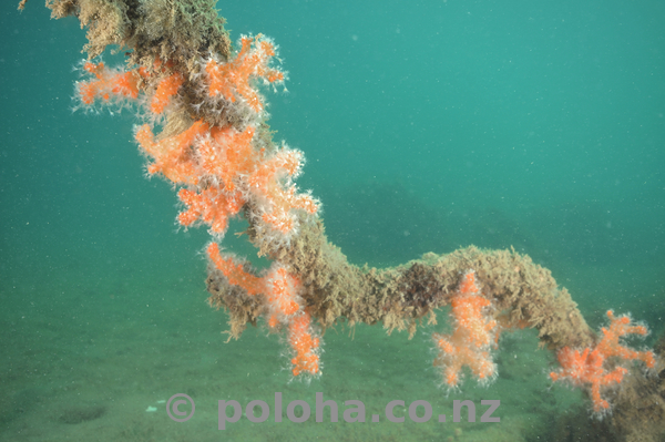 Tree covered with dead man fingers soft coral.