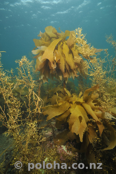 brown_kelp_and_seaweed.jpg_600