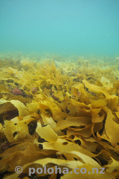 kelp_field.jpg_600