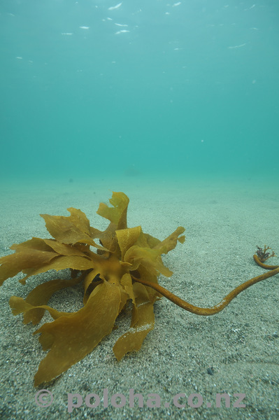 lonely_kelp_on_sand.jpg_600