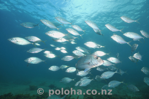 DAN8497_trevally_snapper.jpg_600