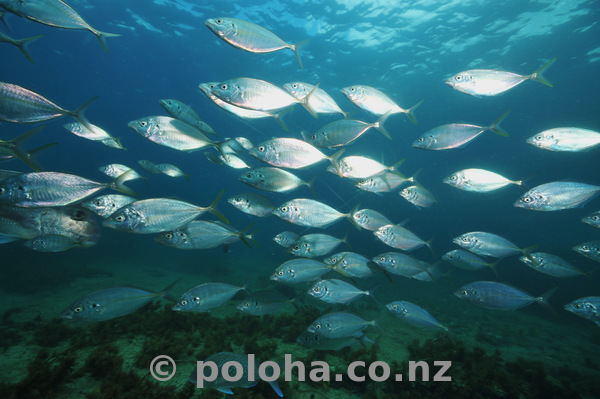 Fish soup at Goat Island