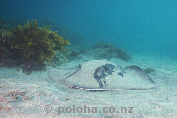 long-tail stingray on sand