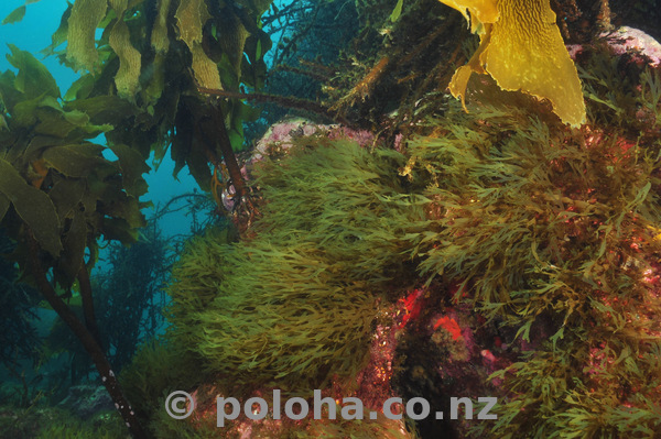 Pacific underwater greenery