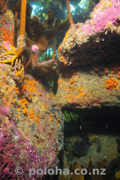 Reef under kelp forest